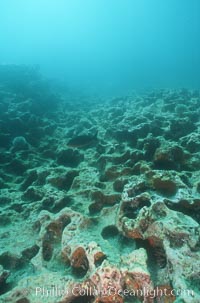 Urchin holes on rocky reef, Albany, James Island