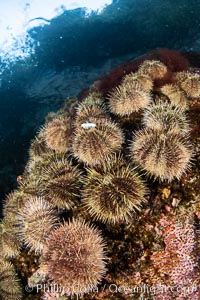 Sea urchins cling to a shallow reef in Browning Pass, Vancouver Island