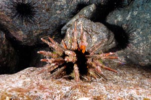 Unidentified marine urchin. Guadalupe Island (Isla Guadalupe), Baja California, Mexico, natural history stock photograph, photo id 09579