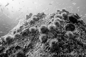 Urchins on rock, black and white / grainy.