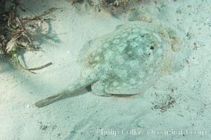 Yellow stingray, Urobatis jamaicensis, Great Isaac Island