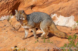 Gray fox.  Gray foxes are found in deciduous woodlands, but are occasionally seen in old fields foraging for fruits and insects. Gray foxes resemble small, gracile dogs with bushy tails. They are distinguished from most other canids by their grizzled upperparts, buff neck and black-tipped tail, Urocyon cinereoargenteus