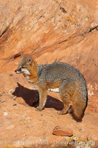 Gray fox.  Gray foxes are found in deciduous woodlands, but are occasionally seen in old fields foraging for fruits and insects. Gray foxes resemble small, gracile dogs with bushy tails. They are distinguished from most other canids by their grizzled upperparts, buff neck and black-tipped tail, Urocyon cinereoargenteus