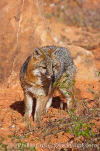 Gray fox.  Gray foxes are found in deciduous woodlands, but are occasionally seen in old fields foraging for fruits and insects. Gray foxes resemble small, gracile dogs with bushy tails. They are distinguished from most other canids by their grizzled upperparts, buff neck and black-tipped tail, Urocyon cinereoargenteus