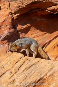 Gray fox.  Gray foxes are found in deciduous woodlands, but are occasionally seen in old fields foraging for fruits and insects. Gray foxes resemble small, gracile dogs with bushy tails. They are distinguished from most other canids by their grizzled upperparts, buff neck and black-tipped tail, Urocyon cinereoargenteus