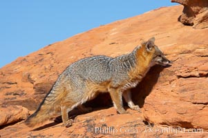 Gray fox.  Gray foxes are found in deciduous woodlands, but are occasionally seen in old fields foraging for fruits and insects. Gray foxes resemble small, gracile dogs with bushy tails. They are distinguished from most other canids by their grizzled upperparts, buff neck and black-tipped tail, Urocyon cinereoargenteus