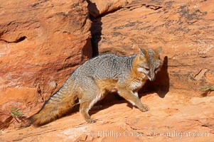 Gray fox.  Gray foxes are found in deciduous woodlands, but are occasionally seen in old fields foraging for fruits and insects. Gray foxes resemble small, gracile dogs with bushy tails. They are distinguished from most other canids by their grizzled upperparts, buff neck and black-tipped tail, Urocyon cinereoargenteus