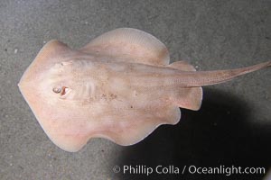 Round stingray, a common inhabitant of shallow sand flats, Urolophus halleri