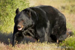 American black bear, adult male, Ursus americanus