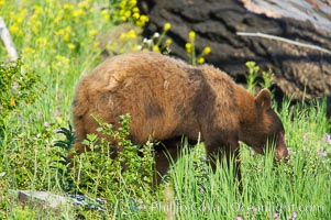 A cinnamon black bear, Lamar Valley.  Black bears (as opposed to grizzly bears) may actually have coats of black, light or dark brown, or cinnamon reddish-brown, Ursus americanus, Yellowstone National Park, Wyoming