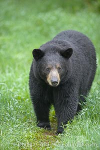 Black bear walking in a grassy meadow.  Black bears can live 25 years or more, and range in color from deepest black to chocolate and cinnamon brown.  Adult males typically weigh up to 600 pounds.  Adult females weight up to 400 pounds and reach sexual maturity at 3 or 4 years of age.  Adults stand about 3' tall at the shoulder, Ursus americanus, Orr, Minnesota