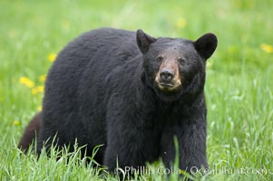 Black bear walking in a grassy meadow.  Black bears can live 25 years or more, and range in color from deepest black to chocolate and cinnamon brown.  Adult males typically weigh up to 600 pounds.  Adult females weight up to 400 pounds and reach sexual maturity at 3 or 4 years of age.  Adults stand about 3' tall at the shoulder, Ursus americanus, Orr, Minnesota