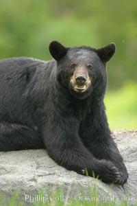 Black bear on granite rock.   This bear still has its thick, full winter coat, which will be shed soon with the approach of summer, Ursus americanus, Orr, Minnesota