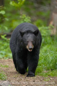 Black bear walking in a forest.  Black bears can live 25 years or more, and range in color from deepest black to chocolate and cinnamon brown.  Adult males typically weigh up to 600 pounds.  Adult females weight up to 400 pounds and reach sexual maturity at 3 or 4 years of age.  Adults stand about 3' tall at the shoulder, Ursus americanus, Orr, Minnesota