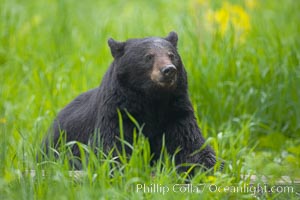 Black bear portrait sitting in long grass.  This bear still has its thick, full winter coat, which will be shed soon with the approach of summer.  Black bears are omnivores and will find several foods to their liking in meadows, including grasses, herbs, fruits, and insects, Ursus americanus, Orr, Minnesota