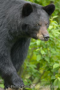 Black bear portrait.  American black bears range in color from deepest black to chocolate and cinnamon brown.  They prefer forested and meadow environments. This bear still has its thick, full winter coat, which will be shed soon with the approach of summer, Ursus americanus, Orr, Minnesota