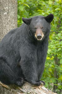 Black bear portrait.  American black bears range in color from deepest black to chocolate and cinnamon brown.  They prefer forested and meadow environments. This bear still has its thick, full winter coat, which will be shed soon with the approach of summer, Ursus americanus, Orr, Minnesota