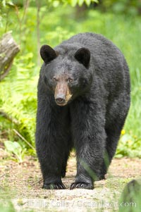 Black bear walking in a forest.  Black bears can live 25 years or more, and range in color from deepest black to chocolate and cinnamon brown.  Adult males typically weigh up to 600 pounds.  Adult females weight up to 400 pounds and reach sexual maturity at 3 or 4 years of age.  Adults stand about 3' tall at the shoulder, Ursus americanus, Orr, Minnesota