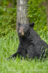 Black bear portrait sitting in long grass.  This bear still has its thick, full winter coat, which will be shed soon with the approach of summer.  Black bears are omnivores and will find several foods to their liking in meadows, including grasses, herbs, fruits, and insects, Ursus americanus, Orr, Minnesota