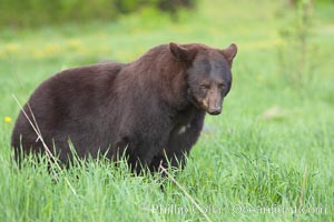 Black bear portrait sitting in long grass.  This bear still has its thick, full winter coat, which will be shed soon with the approach of summer.  Black bears are omnivores and will find several foods to their liking in meadows, including grasses, herbs, fruits, and insects, Ursus americanus, Orr, Minnesota