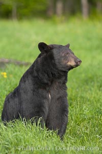 Black bear portrait sitting in long grass.  This bear still has its thick, full winter coat, which will be shed soon with the approach of summer.  Black bears are omnivores and will find several foods to their liking in meadows, including grasses, herbs, fruits, and insects, Ursus americanus, Orr, Minnesota