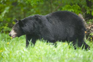 American black bear in grassy meadow, Ursus americanus, Orr, Minnesota