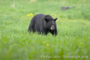 Black bear in profile.  This bear still has its thick, full winter coat, which will be shed soon with the approach of summer, Ursus americanus, Orr, Minnesota