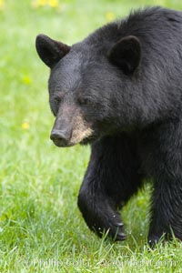 American black bear in grassy meadow, Ursus americanus, Orr, Minnesota