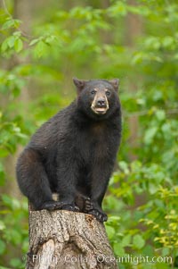 Black bear yearling sits on a stumb in a northern Minnesota forest, Ursus americanus, Orr