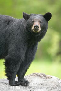 Black bear on granite rock.   This bear still has its thick, full winter coat, which will be shed soon with the approach of summer, Ursus americanus, Orr, Minnesota