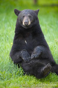 Black bear portrait sitting in long grass.  This bear still has its thick, full winter coat, which will be shed soon with the approach of summer.  Black bears are omnivores and will find several foods to their liking in meadows, including grasses, herbs, fruits, and insects, Ursus americanus, Orr, Minnesota