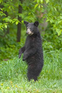 American black bear standing in meadow, Ursus americanus, Orr, Minnesota