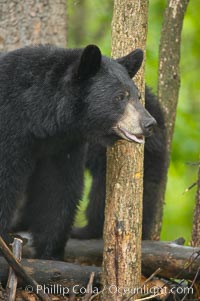 Black bear walking in a forest.  Black bears can live 25 years or more, and range in color from deepest black to chocolate and cinnamon brown.  Adult males typically weigh up to 600 pounds.  Adult females weight up to 400 pounds and reach sexual maturity at 3 or 4 years of age.  Adults stand about 3' tall at the shoulder, Ursus americanus, Orr, Minnesota