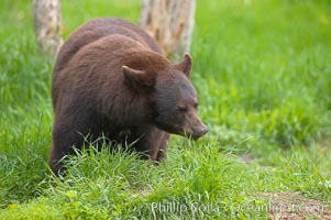 Black bear walking in a grassy meadow.  Black bears can live 25 years or more, and range in color from deepest black to chocolate and cinnamon brown.  Adult males typically weigh up to 600 pounds.  Adult females weight up to 400 pounds and reach sexual maturity at 3 or 4 years of age.  Adults stand about 3' tall at the shoulder, Ursus americanus, Orr, Minnesota