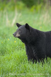 Black bear portrait sitting in long grass.  This bear still has its thick, full winter coat, which will be shed soon with the approach of summer.  Black bears are omnivores and will find several foods to their liking in meadows, including grasses, herbs, fruits, and insects, Ursus americanus, Orr, Minnesota