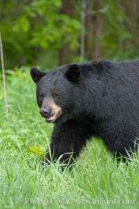 American black bear in grassy meadow, Ursus americanus, Orr, Minnesota