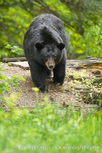 Black bear walking in a forest.  Black bears can live 25 years or more, and range in color from deepest black to chocolate and cinnamon brown.  Adult males typically weigh up to 600 pounds.  Adult females weight up to 400 pounds and reach sexual maturity at 3 or 4 years of age.  Adults stand about 3' tall at the shoulder, Ursus americanus, Orr, Minnesota