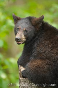 Black bear yearling sits on a stumb in a northern Minnesota forest, Ursus americanus, Orr