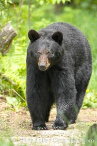 Black bear walking in a forest.  Black bears can live 25 years or more, and range in color from deepest black to chocolate and cinnamon brown.  Adult males typically weigh up to 600 pounds.  Adult females weight up to 400 pounds and reach sexual maturity at 3 or 4 years of age.  Adults stand about 3' tall at the shoulder, Ursus americanus, Orr, Minnesota