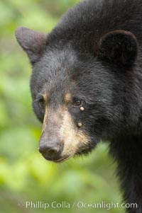 Black bear portrait.  Two ticks are visible below the bear's eye, engorged with blood.  American black bears range in color from deepest black to chocolate and cinnamon brown.  They prefer forested and meadow environments. This bear still has its thick, full winter coat, which will be shed soon with the approach of summer. Orr, Minnesota, USA, Ursus americanus, natural history stock photograph, photo id 18802
