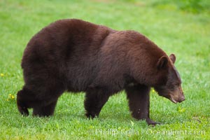 Black bear in profile.  This bear still has its thick, full winter coat, which will be shed soon with the approach of summer, Ursus americanus, Orr, Minnesota