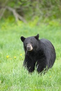 Black bear walking in a grassy meadow.  Black bears can live 25 years or more, and range in color from deepest black to chocolate and cinnamon brown.  Adult males typically weigh up to 600 pounds.  Adult females weight up to 400 pounds and reach sexual maturity at 3 or 4 years of age.  Adults stand about 3' tall at the shoulder, Ursus americanus, Orr, Minnesota