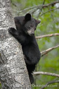 Black bear in a tree.  Black bears are expert tree climbers and will ascend trees if they sense danger or the approach of larger bears, to seek a place to rest, or to get a view of their surroundings, Ursus americanus, Orr, Minnesota