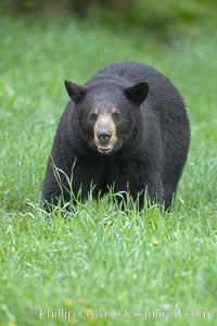 Black bear walking in a grassy meadow.  Black bears can live 25 years or more, and range in color from deepest black to chocolate and cinnamon brown.  Adult males typically weigh up to 600 pounds.  Adult females weight up to 400 pounds and reach sexual maturity at 3 or 4 years of age.  Adults stand about 3' tall at the shoulder, Ursus americanus, Orr, Minnesota