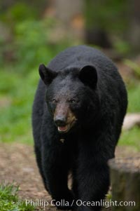 Black bear walking in a forest.  Black bears can live 25 years or more, and range in color from deepest black to chocolate and cinnamon brown.  Adult males typically weigh up to 600 pounds.  Adult females weight up to 400 pounds and reach sexual maturity at 3 or 4 years of age.  Adults stand about 3' tall at the shoulder, Ursus americanus, Orr, Minnesota