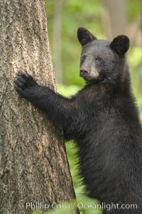 Black bears are expert tree climbers, and are often seen leaning on trees or climbing a little ways up simply to get a better look around their surroundings, Ursus americanus, Orr, Minnesota