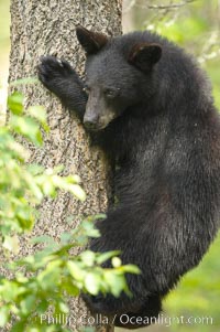 Black bears are expert tree climbers, and are often seen leaning on trees or climbing a little ways up simply to get a better look around their surroundings, Ursus americanus, Orr, Minnesota