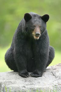 Black bear on granite rock.   This bear still has its thick, full winter coat, which will be shed soon with the approach of summer, Ursus americanus, Orr, Minnesota