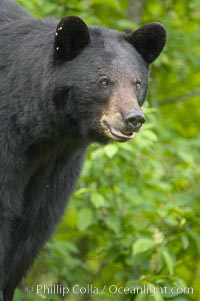 Black bear portrait.  American black bears range in color from deepest black to chocolate and cinnamon brown.  They prefer forested and meadow environments. This bear still has its thick, full winter coat, which will be shed soon with the approach of summer, Ursus americanus, Orr, Minnesota