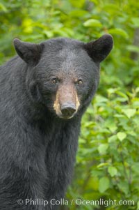 Black bear portrait.  American black bears range in color from deepest black to chocolate and cinnamon brown.  They prefer forested and meadow environments. This bear still has its thick, full winter coat, which will be shed soon with the approach of summer, Ursus americanus, Orr, Minnesota